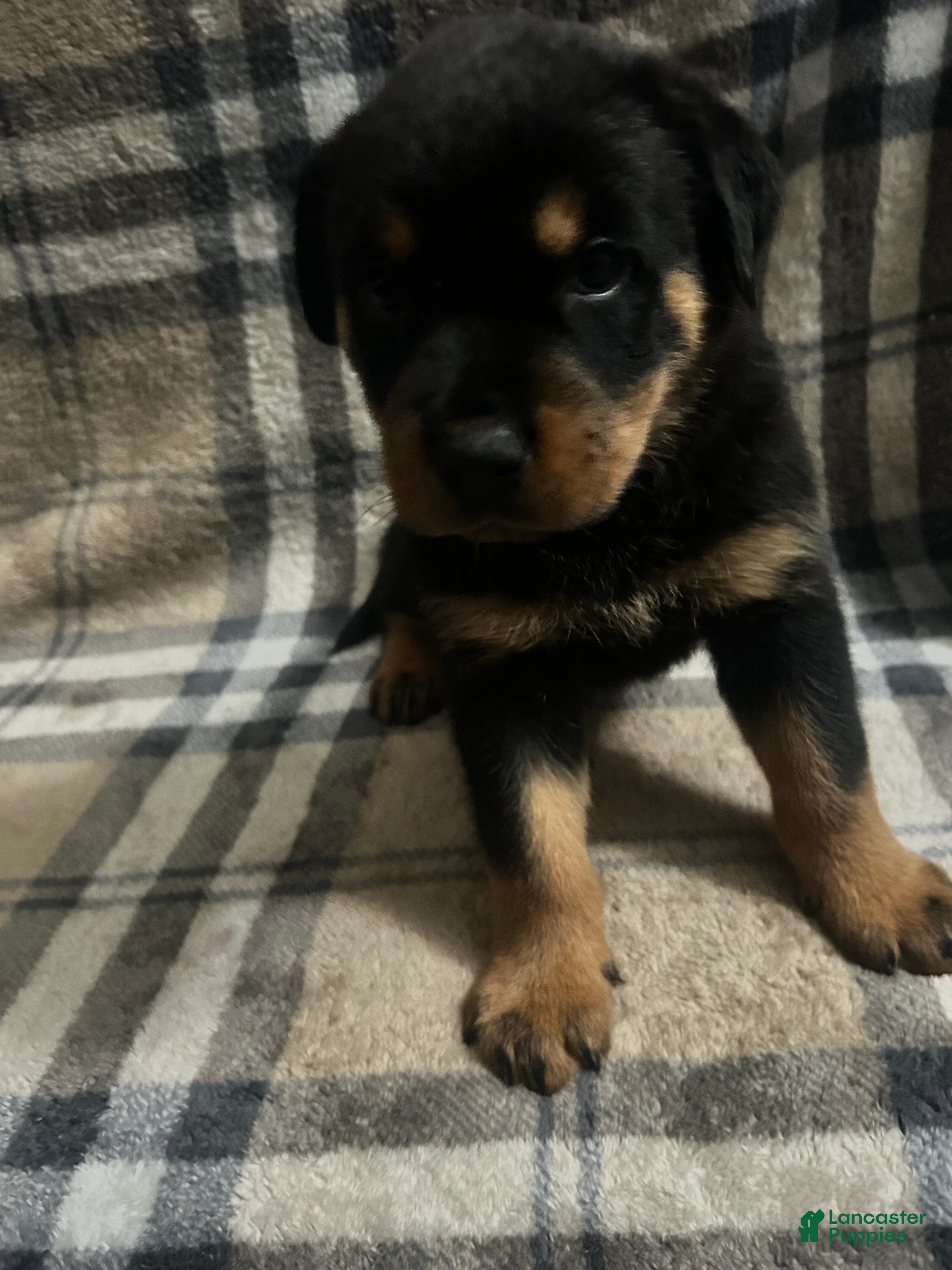 Rottweiler dogs Princess - Ad 8