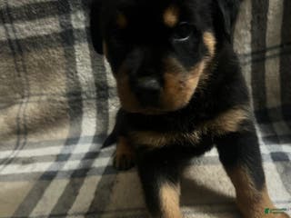Rottweiler dogs Princess - Ad 9