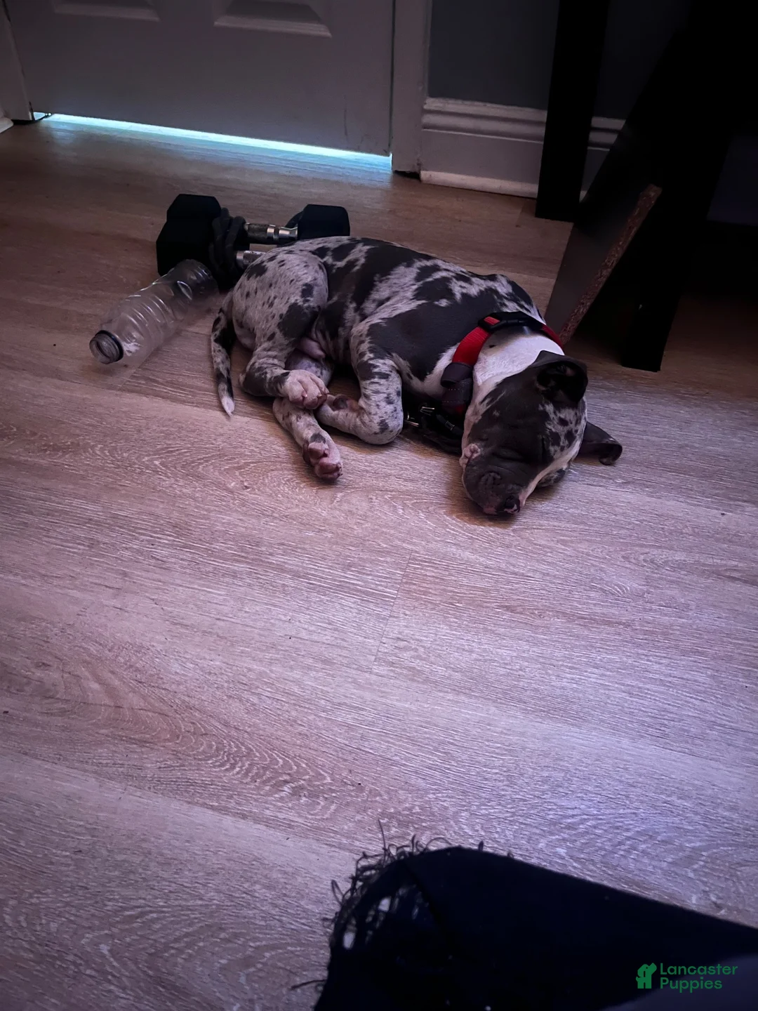 American Pit Bull Terrier dogs for sale: American Pit Bull Terrier 1 - Ad 3