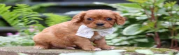 Cavalier King Charles Spaniel dogs for sale: Eclipse - Ad 3