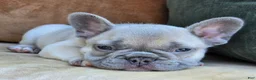 French Bulldog dogs for sale: Ollie - Ad 5