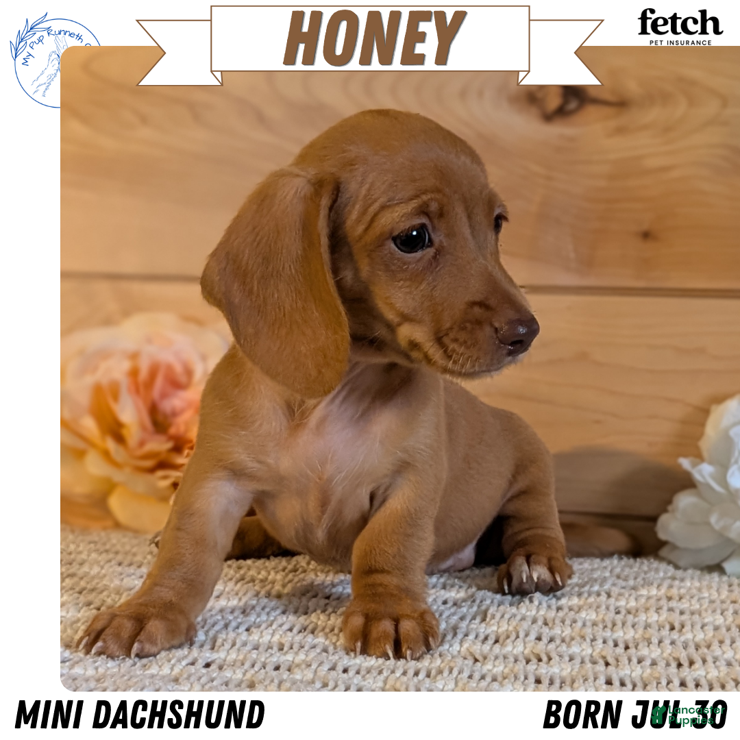 Honey, Dachshund