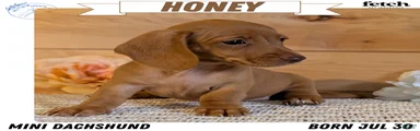 Honey