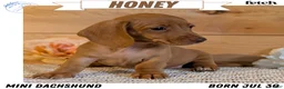 Miniature Dachshund dogs for sale: Honey - Ad 1