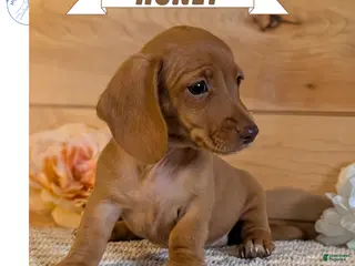 Miniature Dachshund dogs Honey - Ad 1