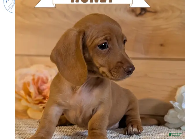 Miniature Dachshund dogs for sale: Honey - Ad 1