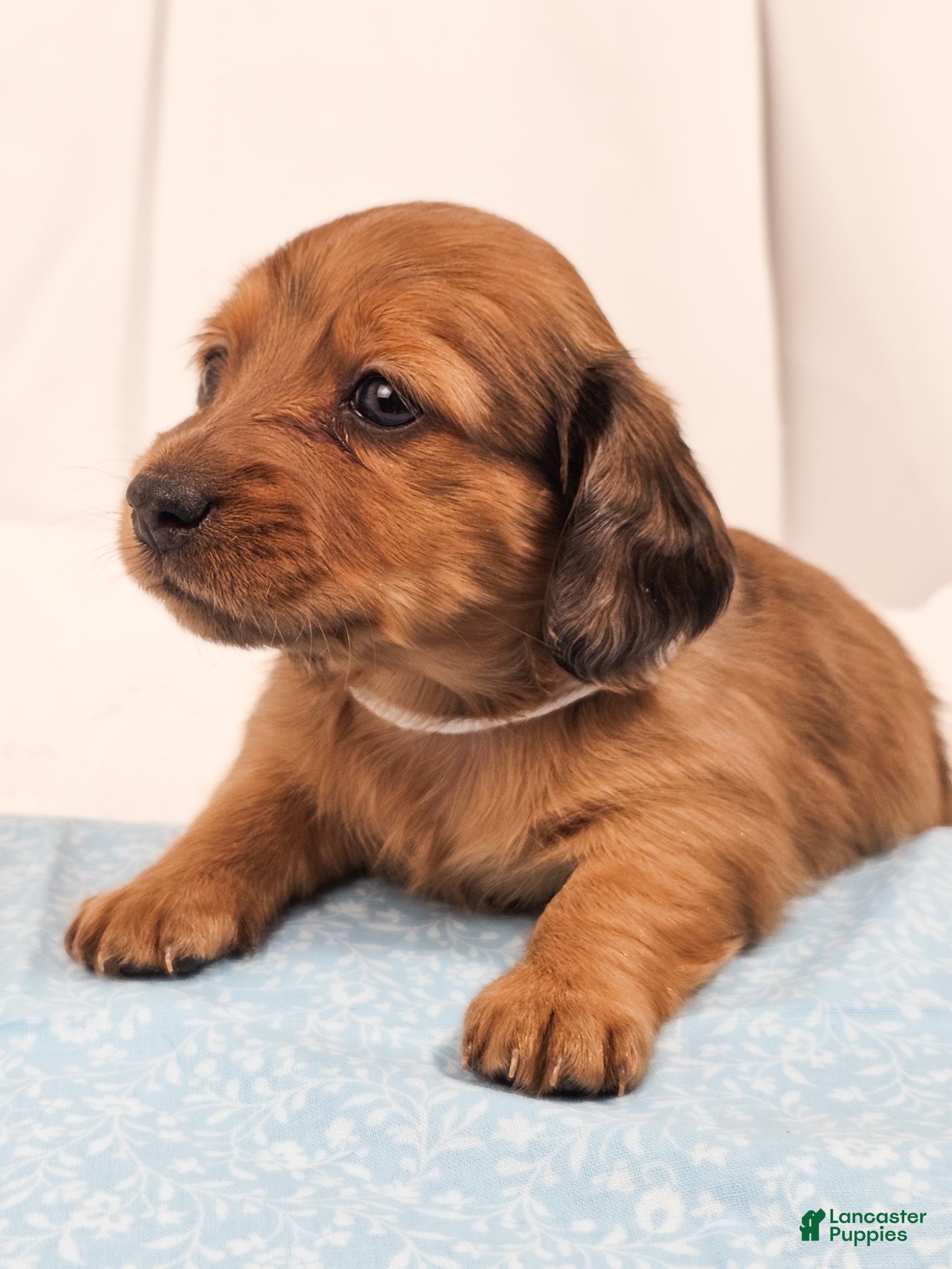 Miniature Dachshund dogs Sand - Ad 11