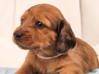 Miniature Dachshund dogs Sand - Ad 10