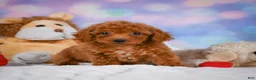 Cavapoo dogs for sale: Dixie - Ad 14