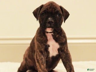 Boxer dogs Max - Ad 30