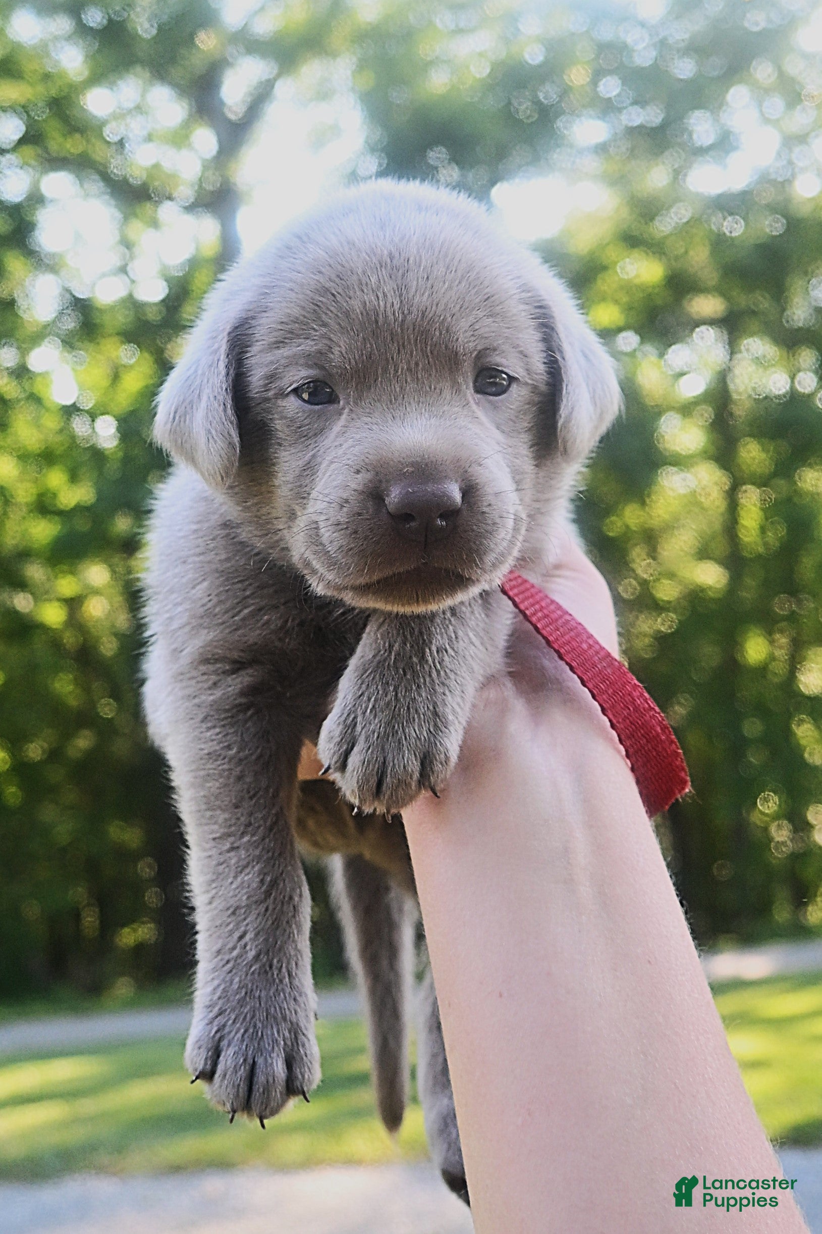 Labrador Retriever dogs Red Collar (Silver) - Ad 1