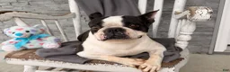 Boston Terrier dogs for sale: Trixie  - Ad 4