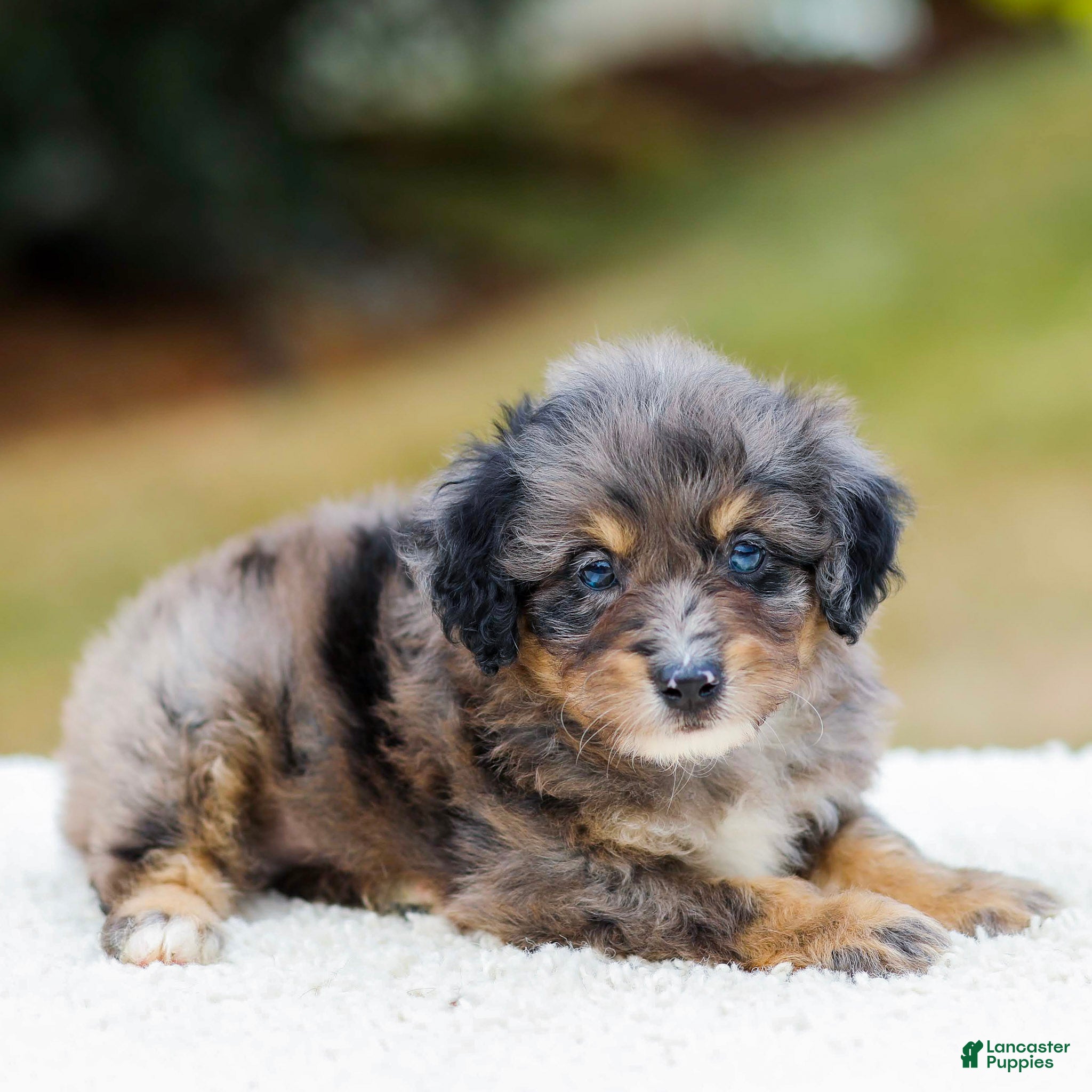 Mini Aussiedoodle dogs Frost - Ad 1