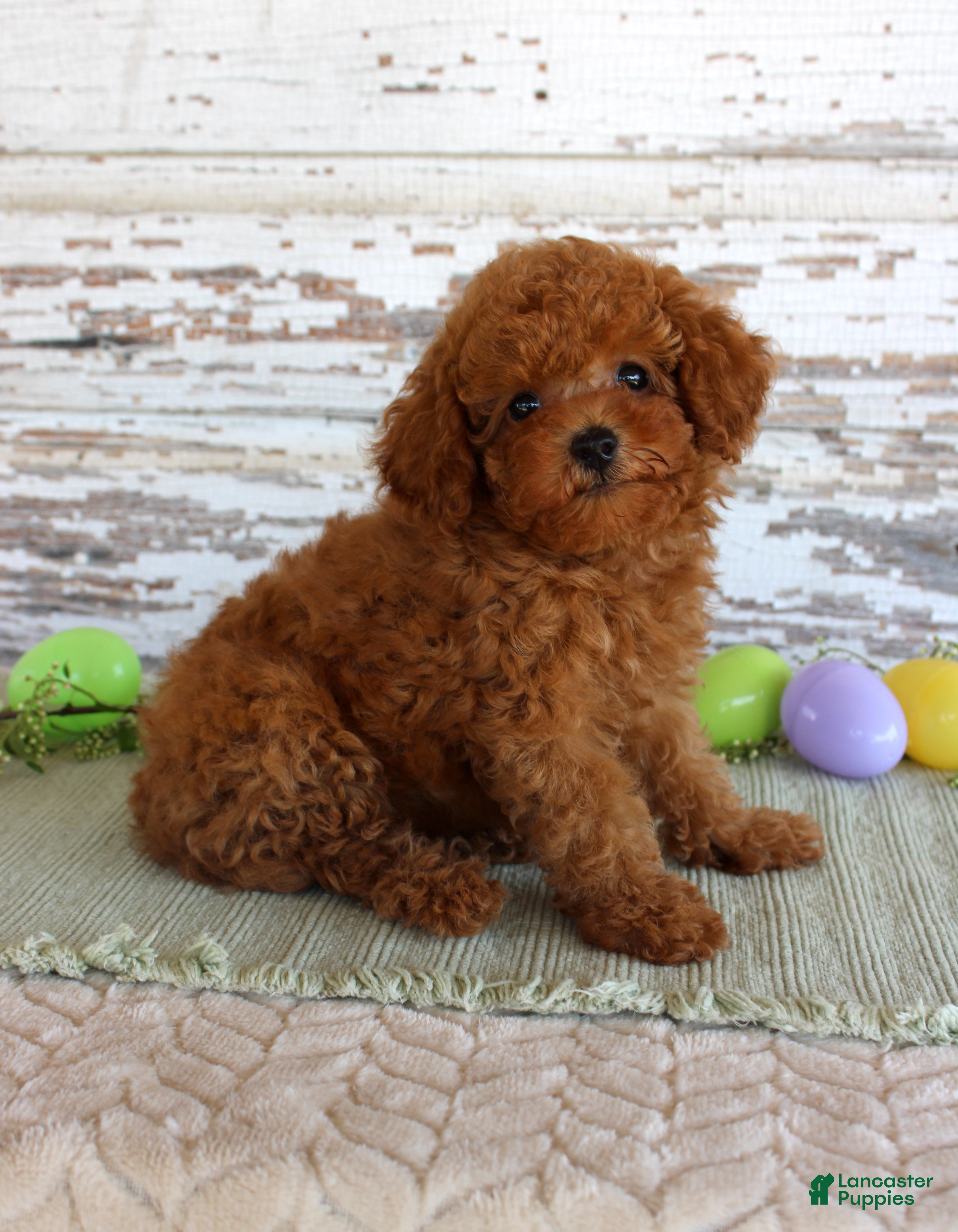 Toy Poodle dogs Hope - Ad 23