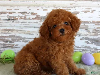 Toy Poodle dogs Hope - Ad 23