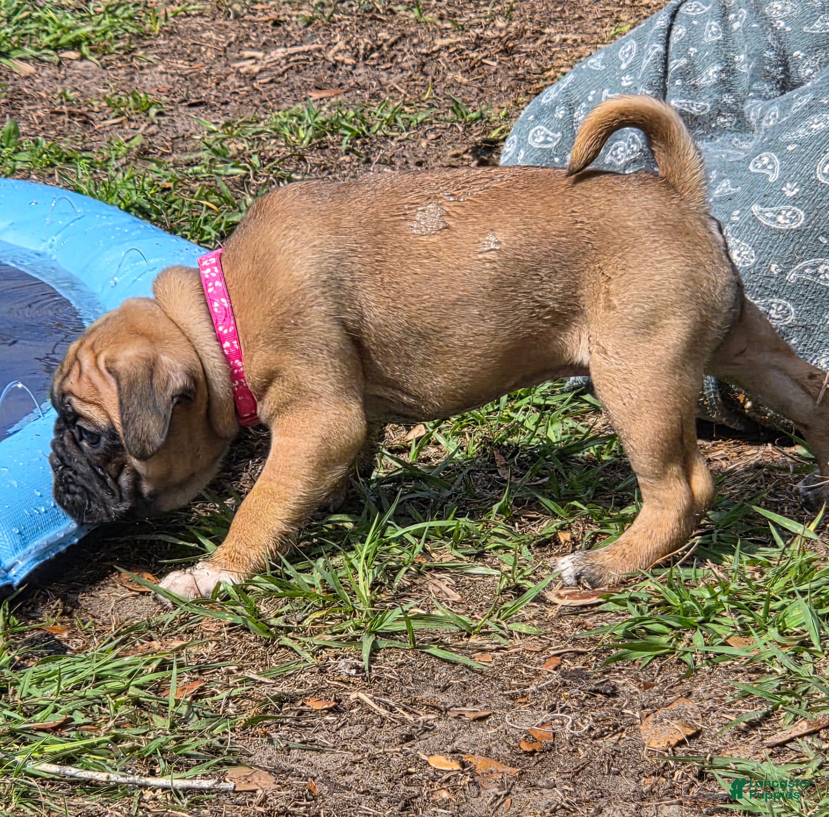 Mixed Breed dogs Muffin  - Ad 1