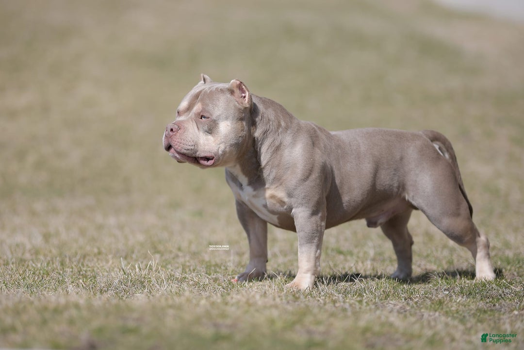 American Bully dogs for stud: Carnage Stud Ad - Ad 2