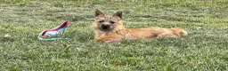 Cairn Terrier dogs for sale: Emma  - Ad 4