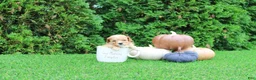 Toy Poodle dogs for sale: AKC Echo(tiny) - Ad 2