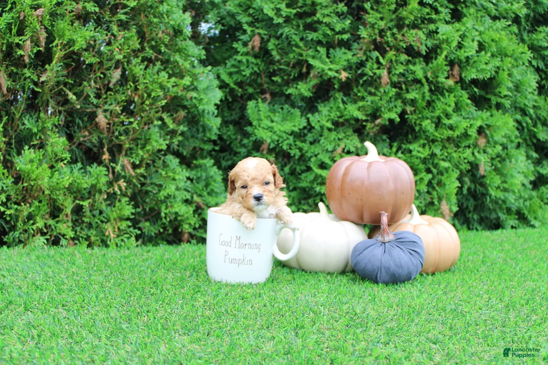 Toy Poodle dogs for sale: AKC Echo(tiny) - Ad 2
