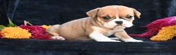 Mixed Breed dogs for sale: Macy - Ad 3