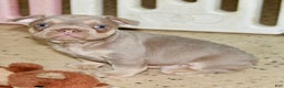 French Bulldog dogs for sale: Copper - Ad 4