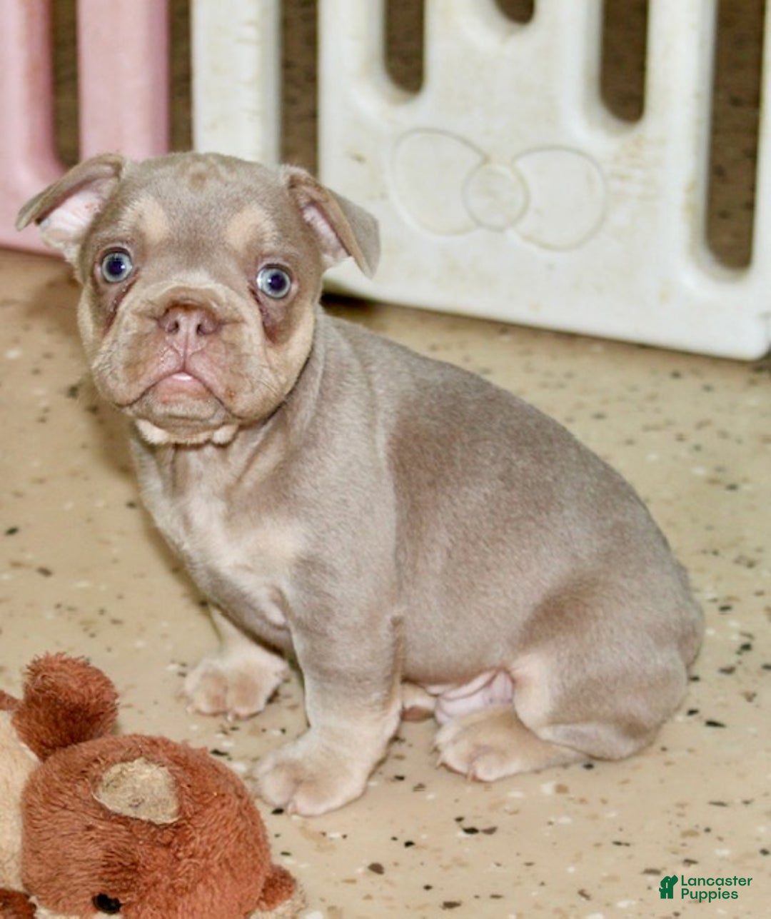 French Bulldog dogs for sale: Copper - Ad 4