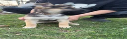 German Shepherd dogs for sale: Katalina  - Ad 2