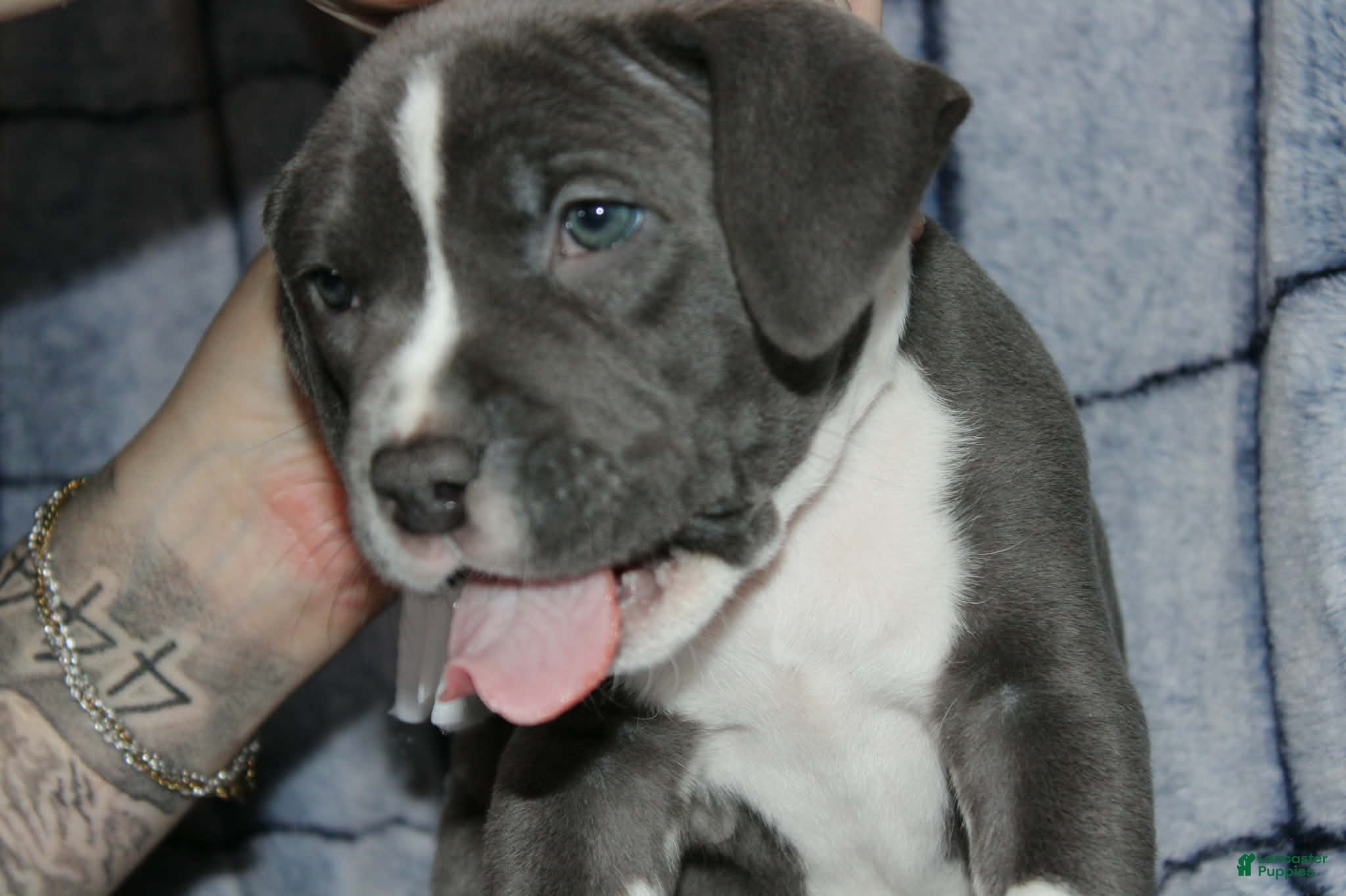 American Bully dogs Sub Zero - Ad 2