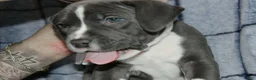 American Bully dogs for sale: Sub Zero - Ad 2