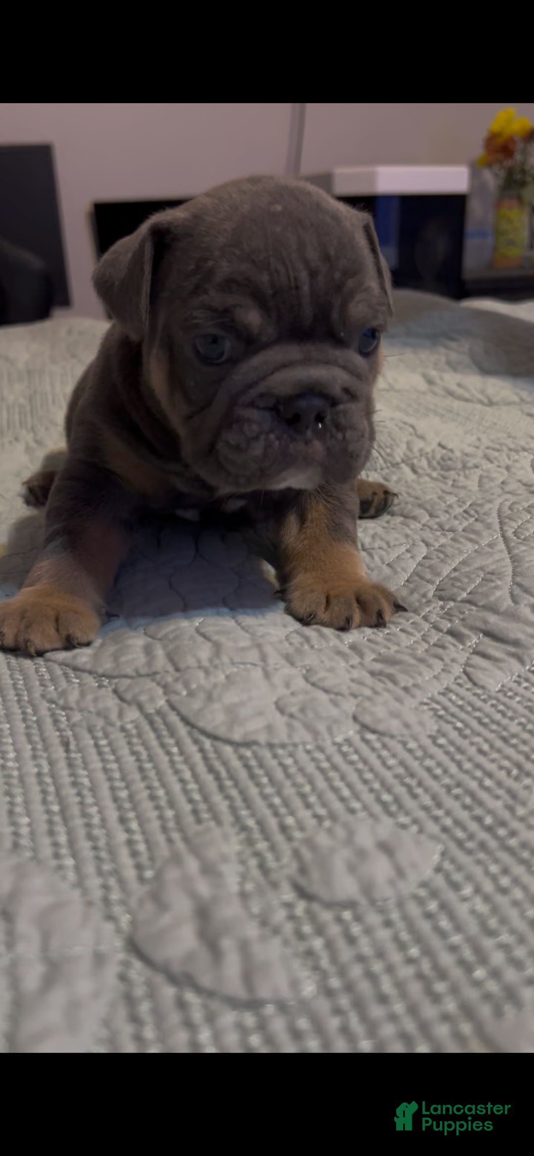 English Bulldog dogs for sale: English Bulldog Puppy 2 - Ad 2