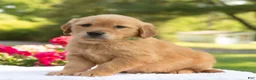 Golden Retriever dogs for sale: Sally  - Ad 4