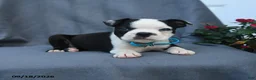 Boston Terrier dogs for sale: Oscar - Ad 3