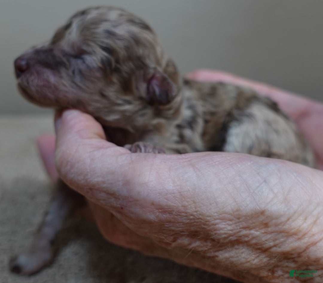 Toy Poodle dogs for sale: Sophia rarest color chocolate merle - Ad 9