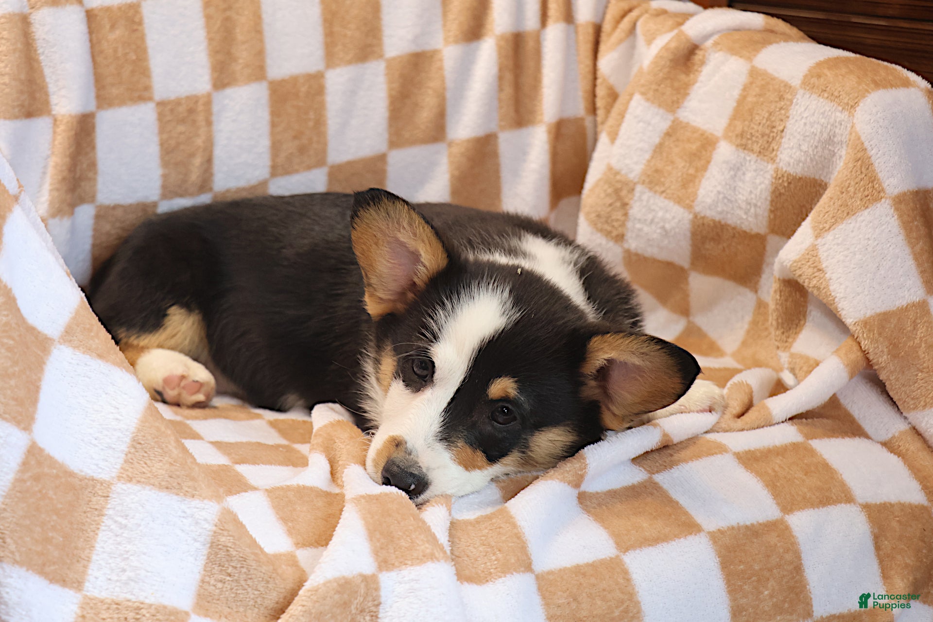 Welsh Corgi Pembroke dogs  Farley - Ad 2