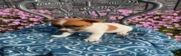Jack Russell Terrier dogs for sale: Kyler - Ad 1