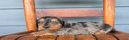 Miniature Dachshund dogs for sale: Denim - Ad 2