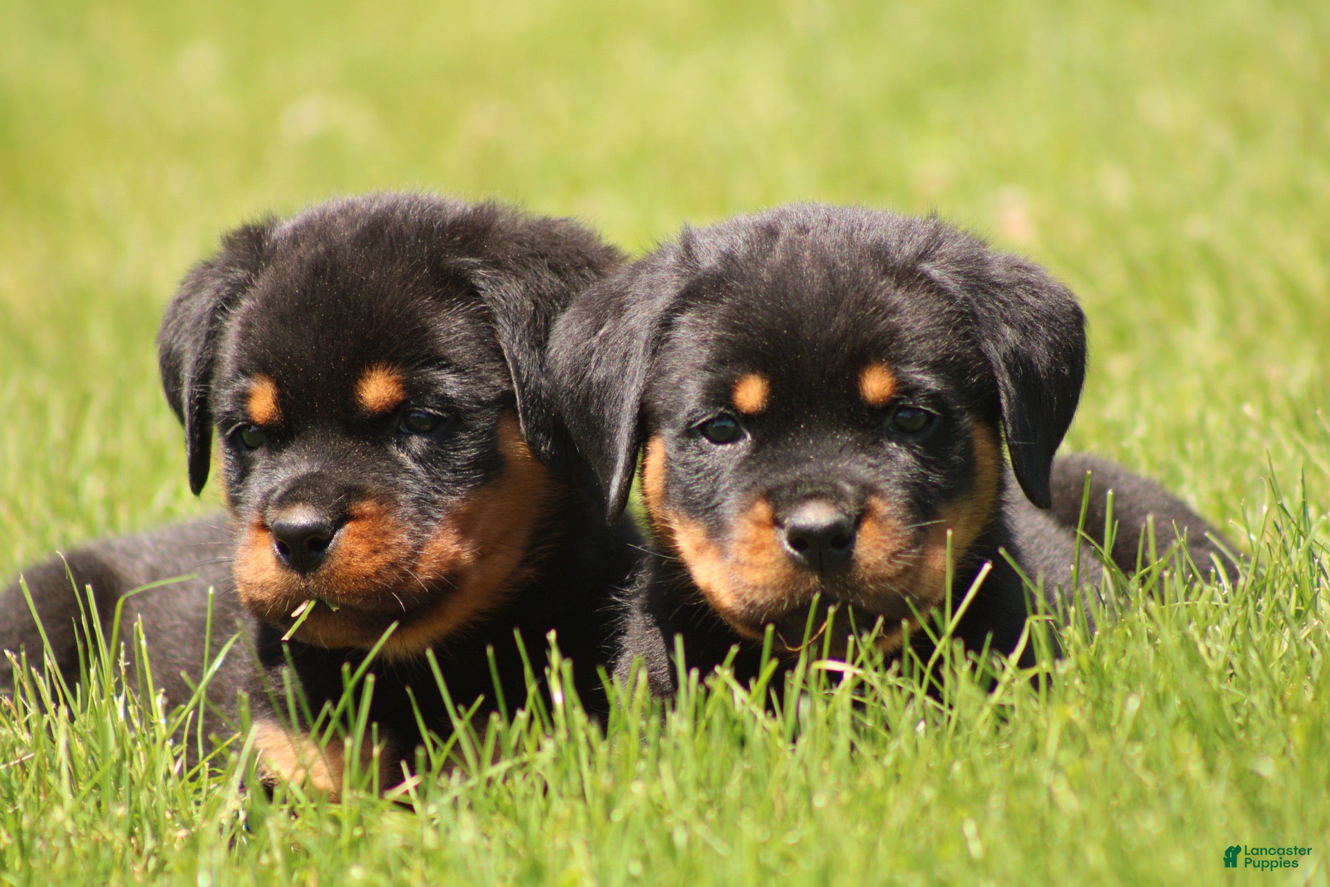Rottweiler dogs for sale: Dynamite  - Ad 3