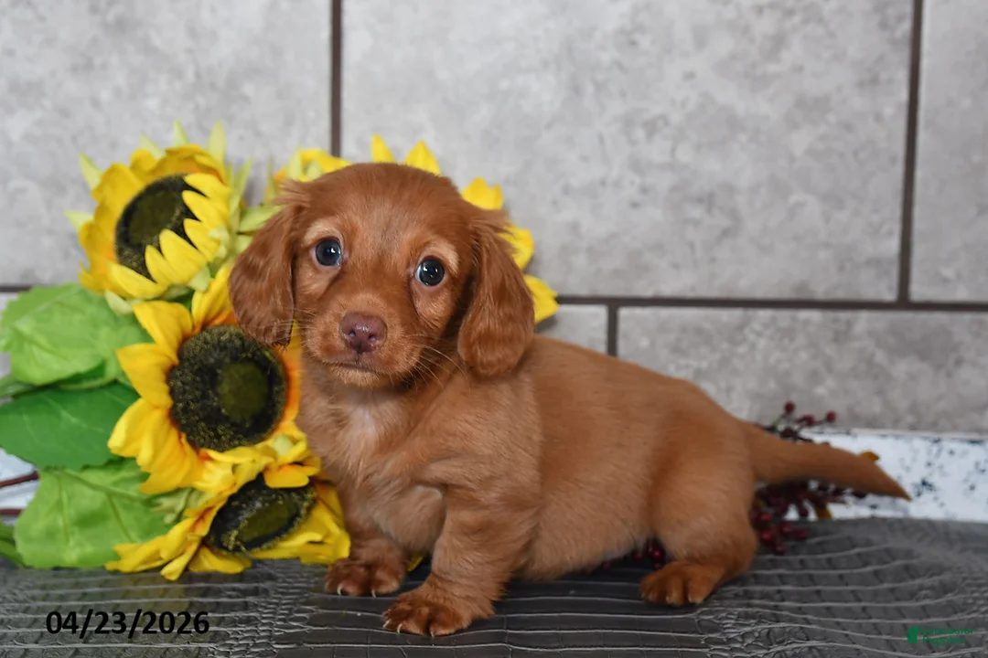 Miniature Dachshund dogs for sale: Oscar - Ad 1