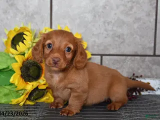 Miniature Dachshund dogs for sale: Oscar - Ad 2