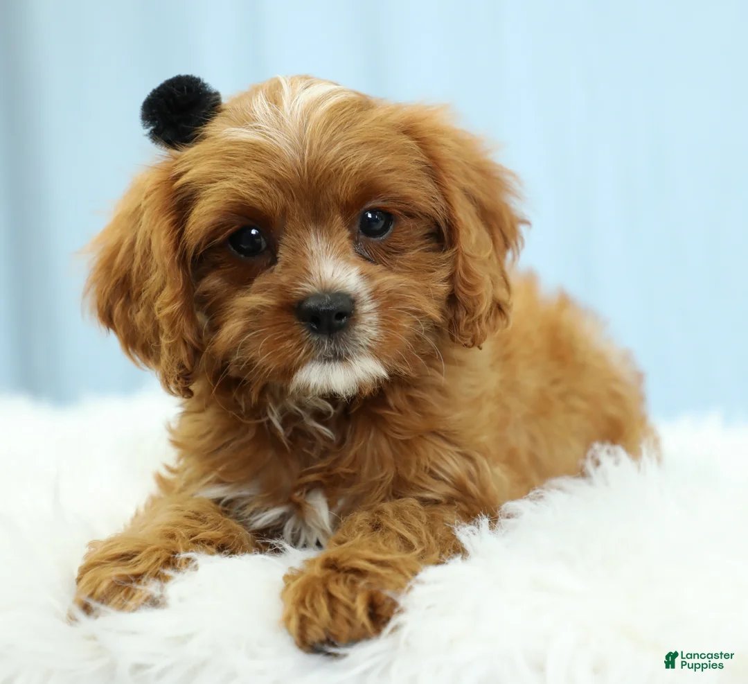 Cavapoo dogs for sale: Mochi 🍡 - Ad 1