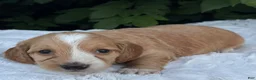 Miniature Dachshund dogs for sale: Nova - Ad 2