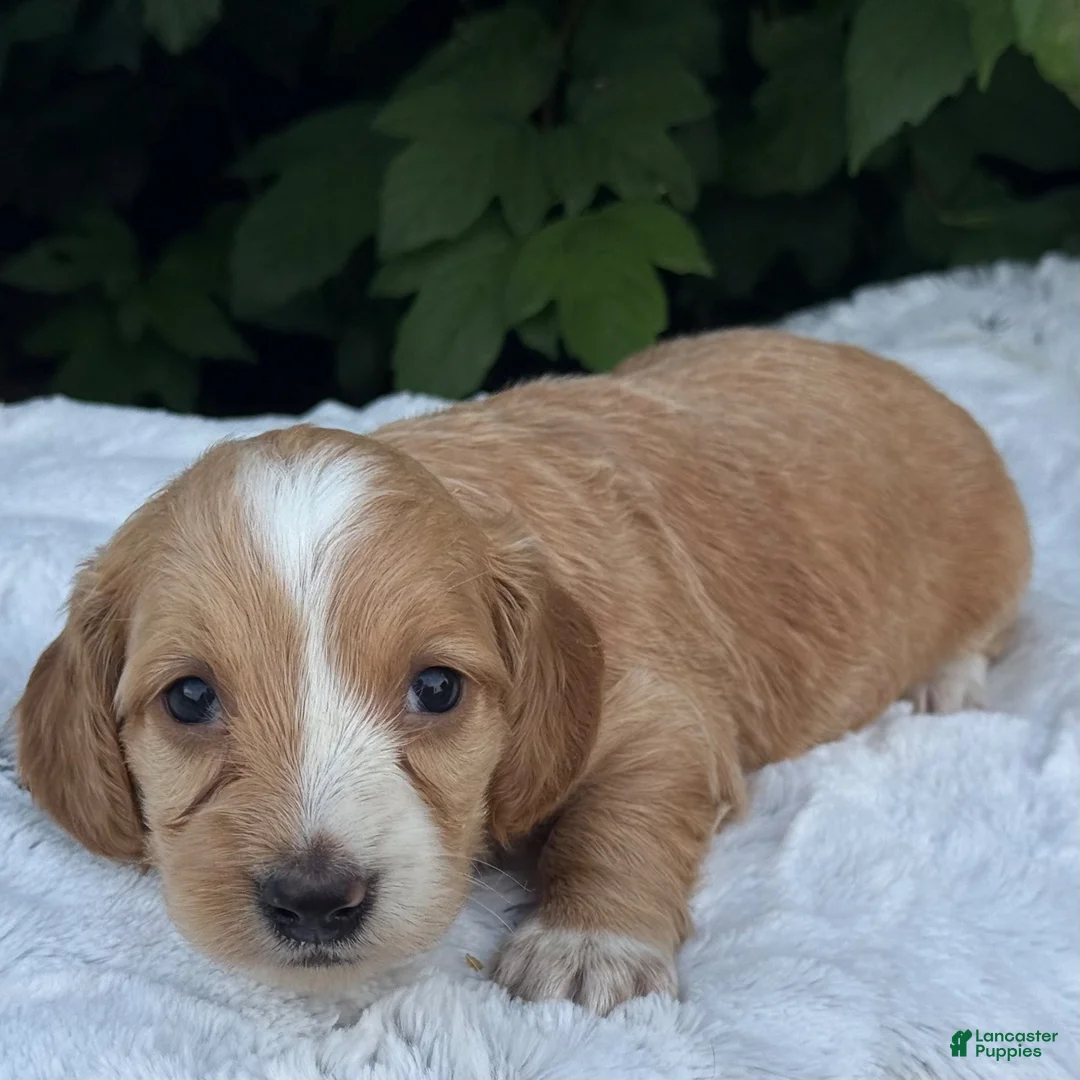 Miniature Dachshund dogs for sale: Nova - Ad 2