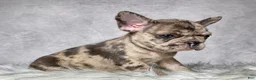Frenchton dogs for sale: Miss Lola  - Ad 4