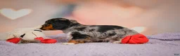 Dachshund dogs for sale: Tatum  - Ad 4