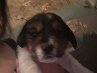 Mixed Breed dogs - Ad 18