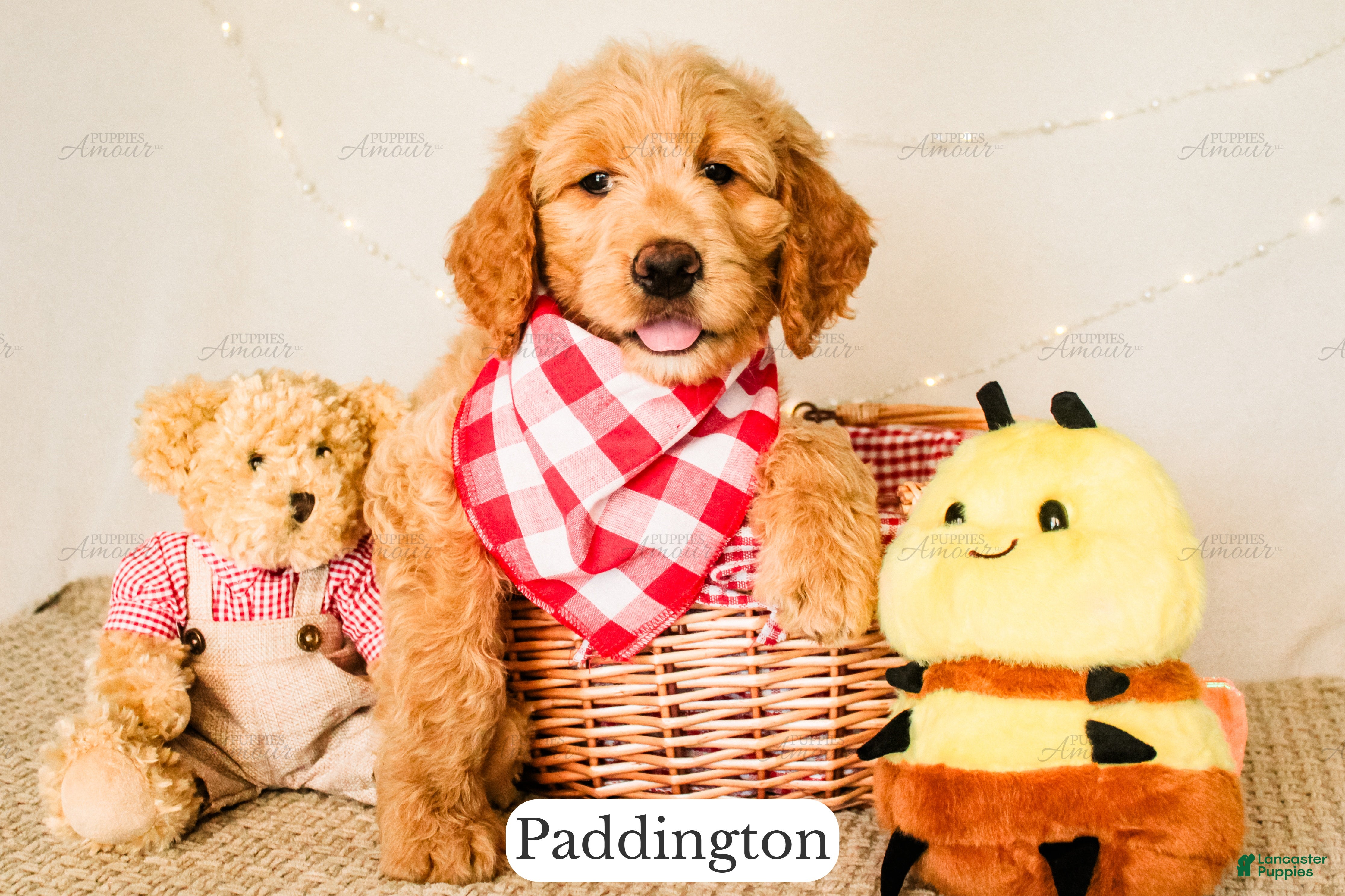 Goldendoodle dogs Paddinton - Ad 2