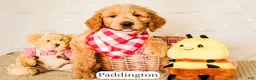 Goldendoodle dogs for sale: Paddinton - Ad 2