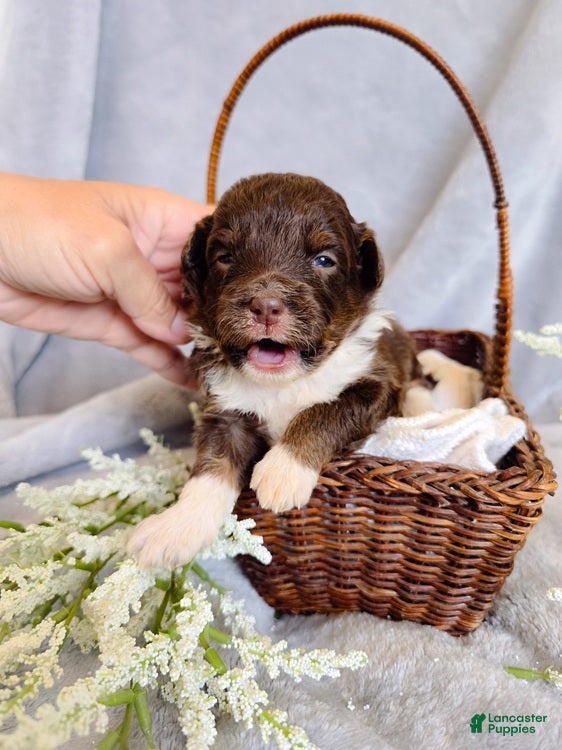 Aussiedoodle dogs Winter Melon - Ad 1