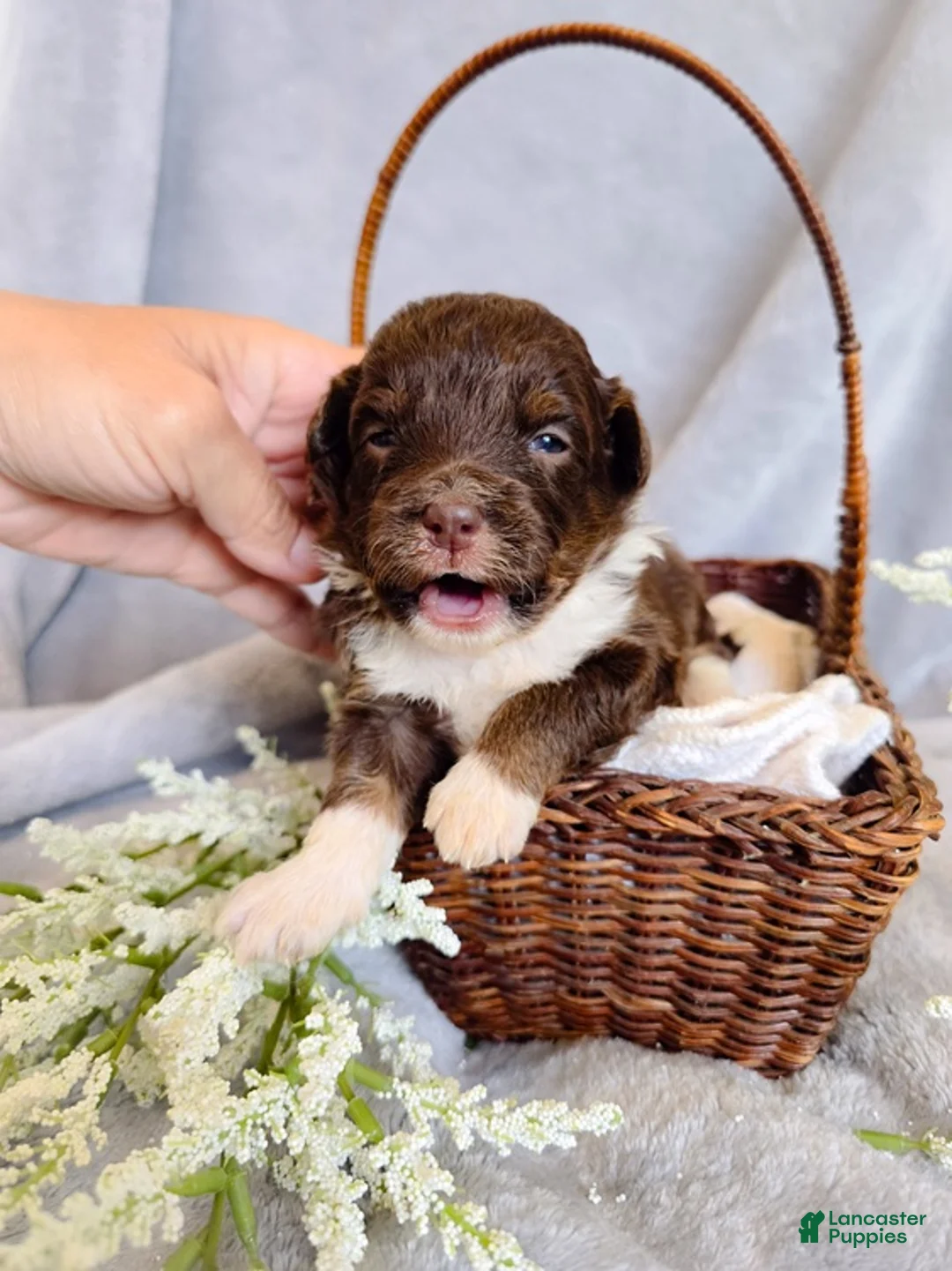 Aussiedoodle dogs for sale: Winter Melon - Ad 1
